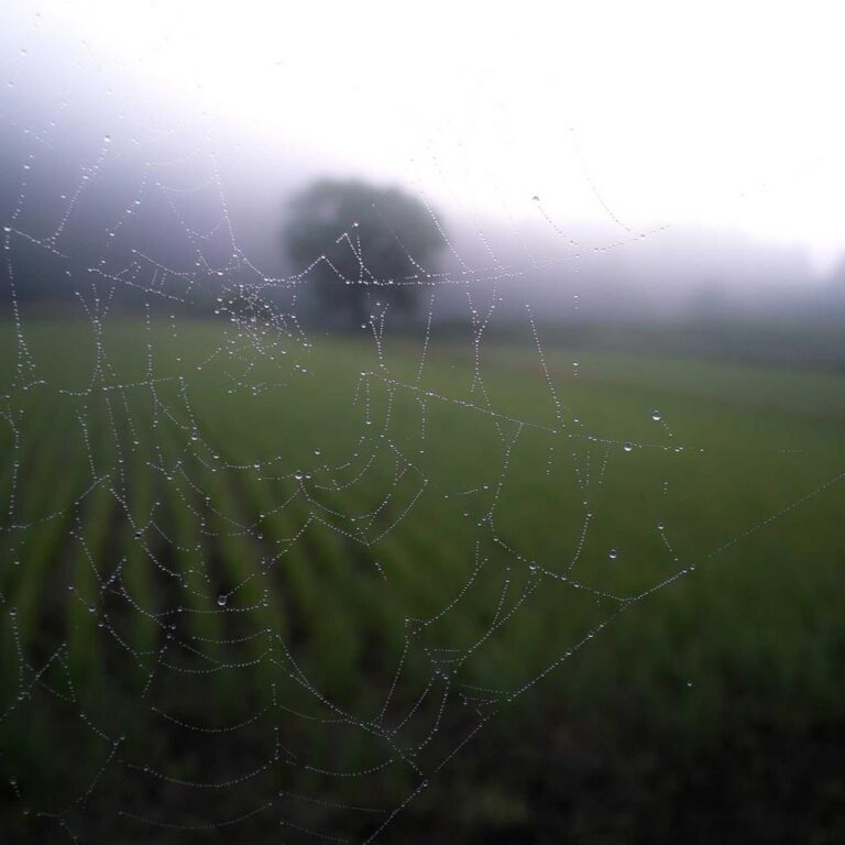 What Are Vignettes? Your Essential Guide to European Highway Stickers