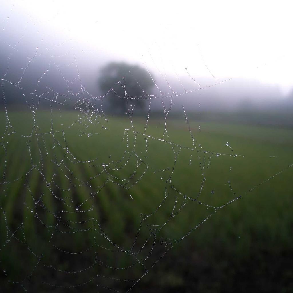 What Are Vignettes? Your Essential Guide to European Highway Stickers